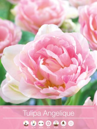 Tulipa Angelique