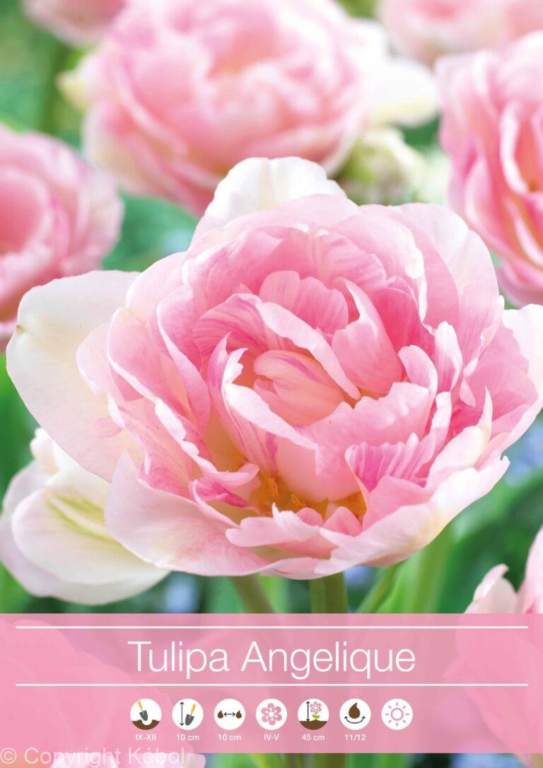 Tulipa Angelique