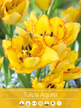 Tulipa Aquilla