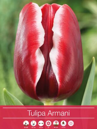 tulipa Armani