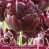 tulipa Black Hero