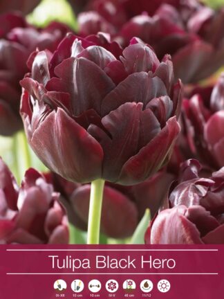 tulipa Black Hero