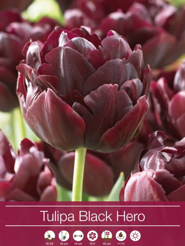 tulipa Black Hero