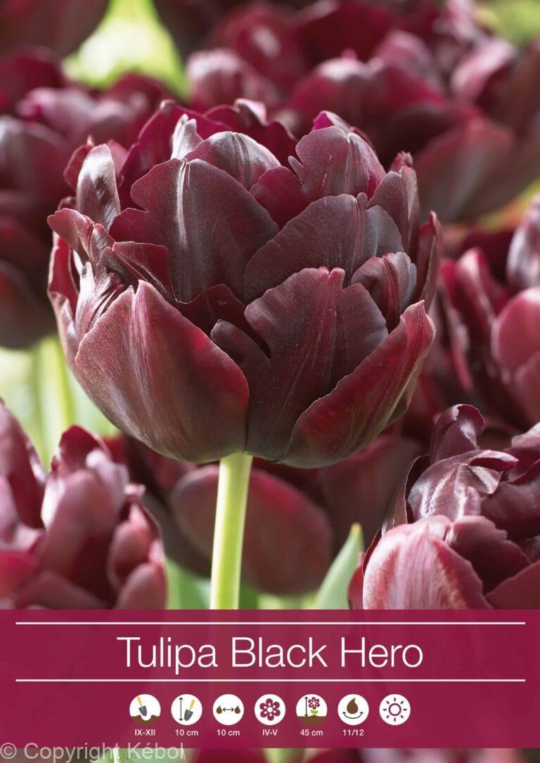 tulipa Black Hero
