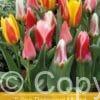 Tulipa Botanical Mixed