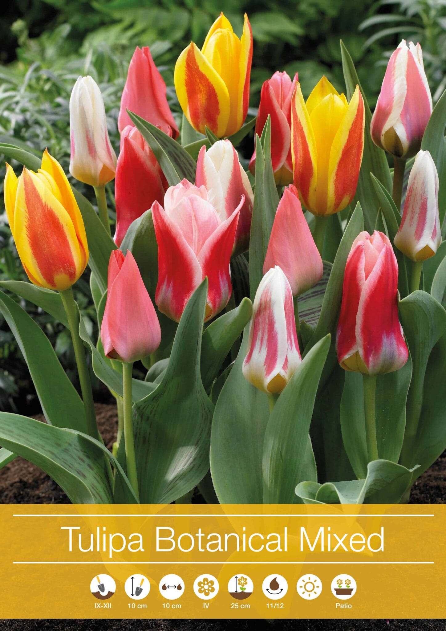 Tulipa Botanical Mixed