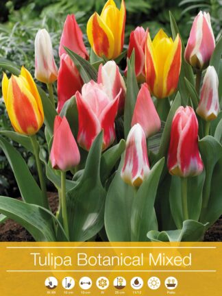 tulipa Botanical Mixed