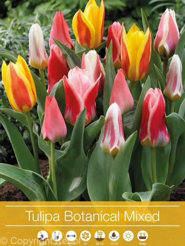 Tulipa Botanical Mixed