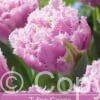 Tulipa Cairns