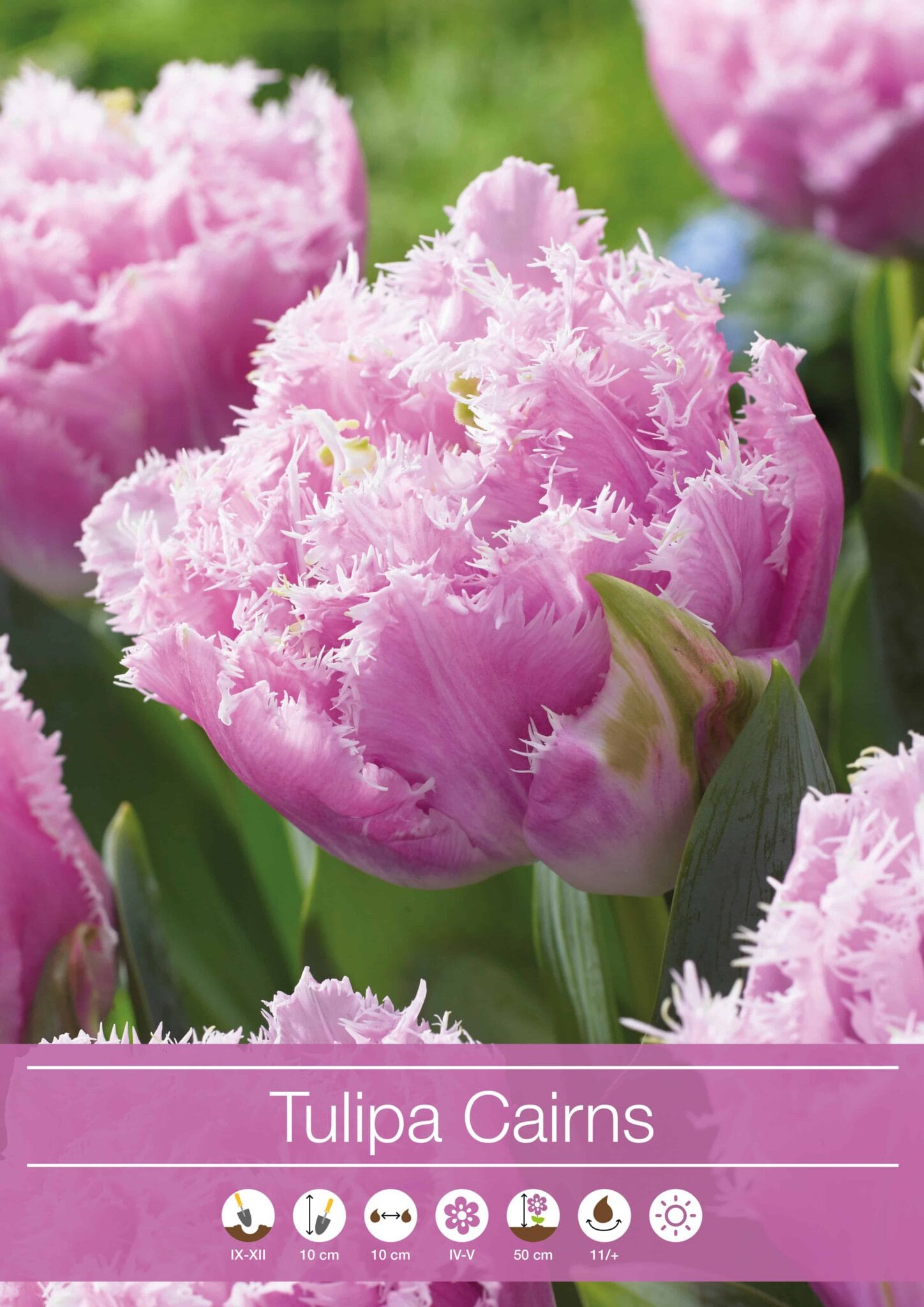 Tulipa Cairns