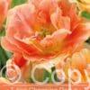 tulipa Charming Beauty