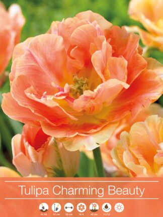 tulipa Charming Beauty