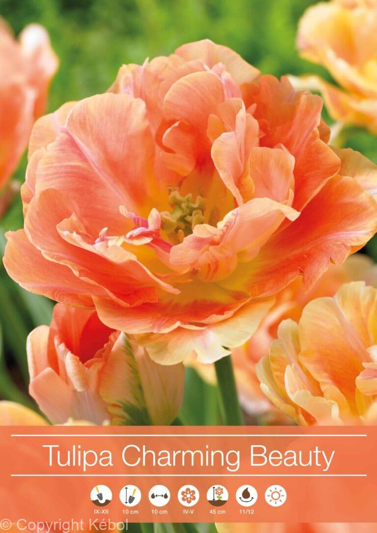 tulipa Charming Beauty