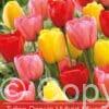 Tulipa Darwin Hybrid Mixed