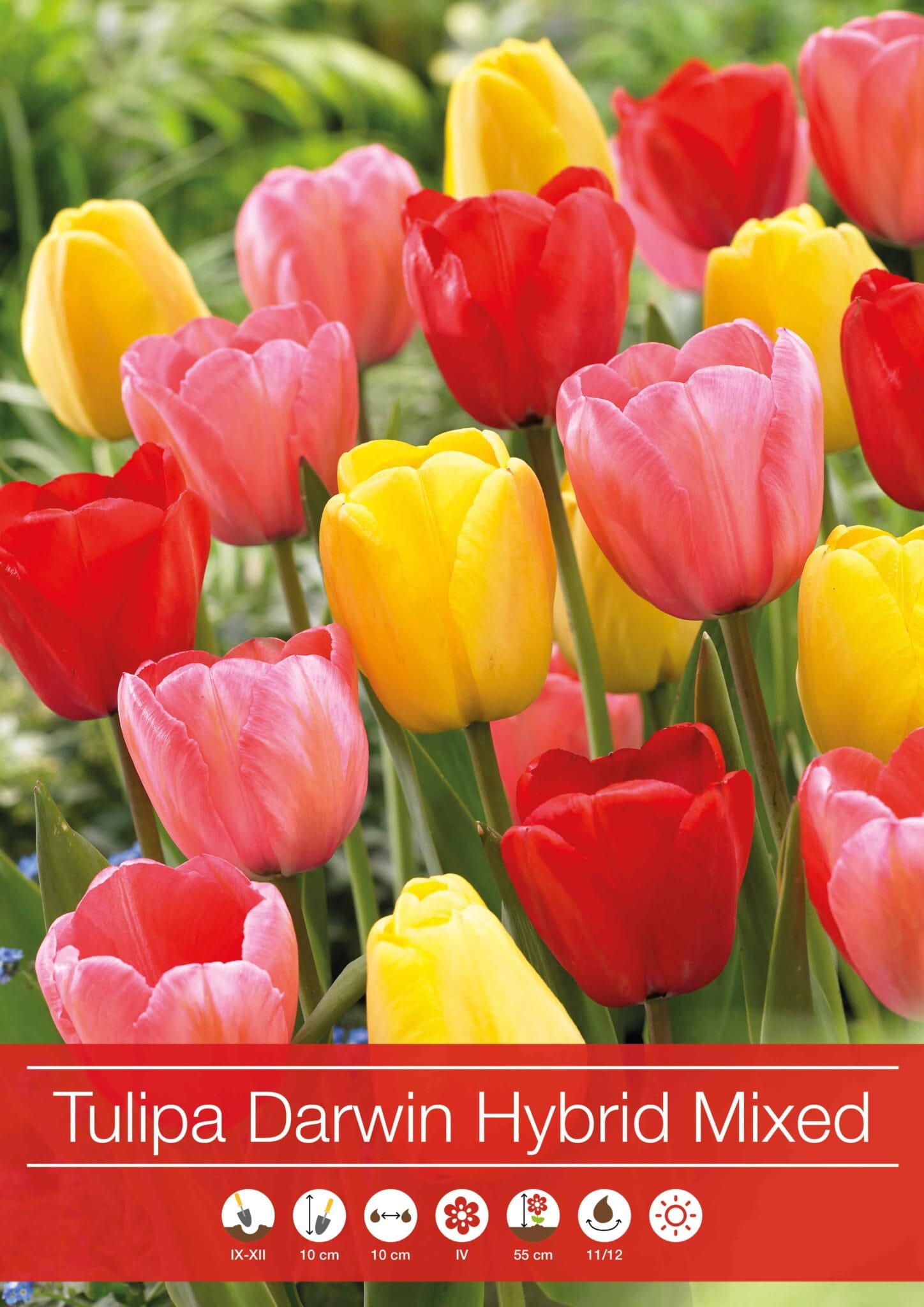 Tulipa Darwin Hybrid Mixed