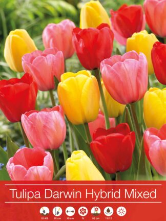Tulipa Darwin Hybrid Mixed