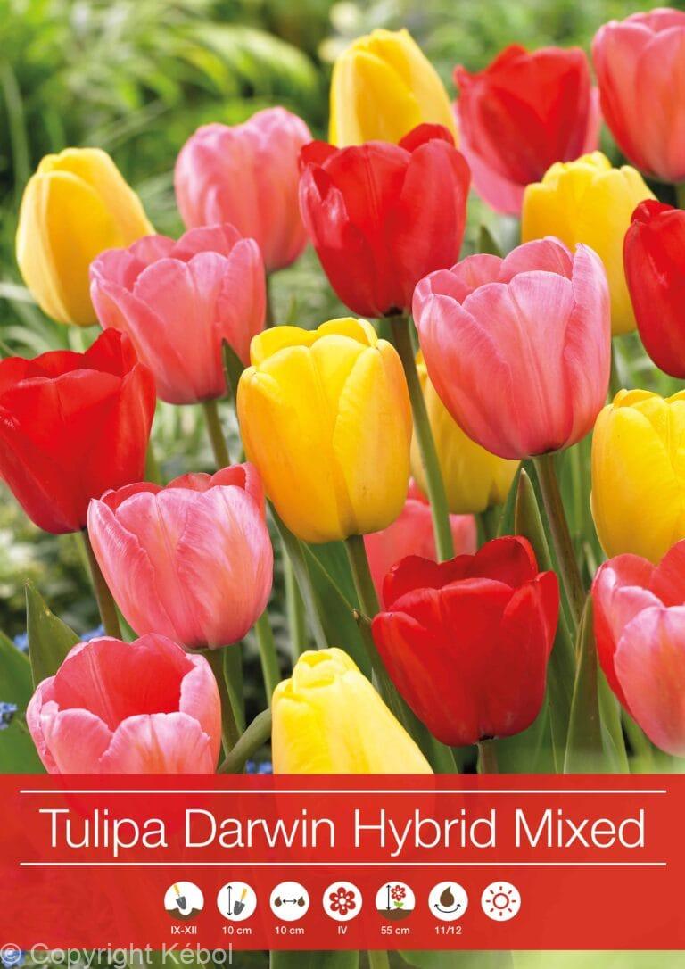 Tulipa Darwin Hybrid Mixed