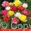 Tulipa Double Early Mixed