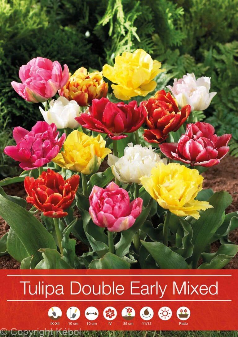 Tulipa Double Early Mixed