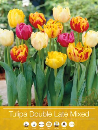 Tulipa Double Late Mixed
