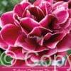 tulipa Dream Touch