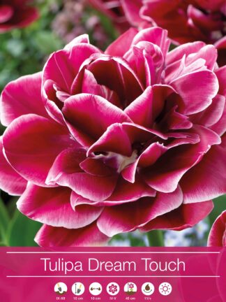 tulipa Dream Touch