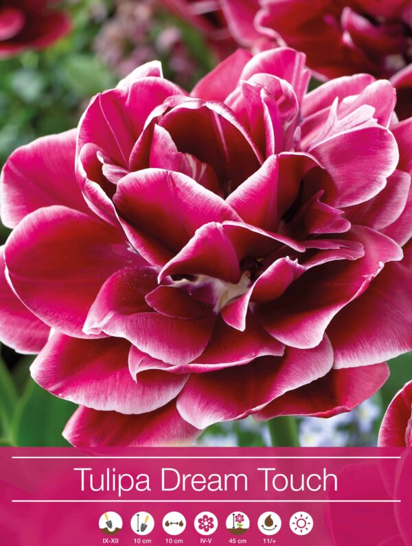 tulipa Dream Touch