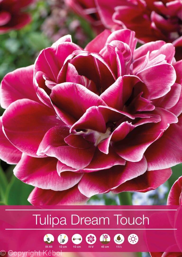 tulipa Dream Touch