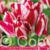 Tulipa Flaming Club