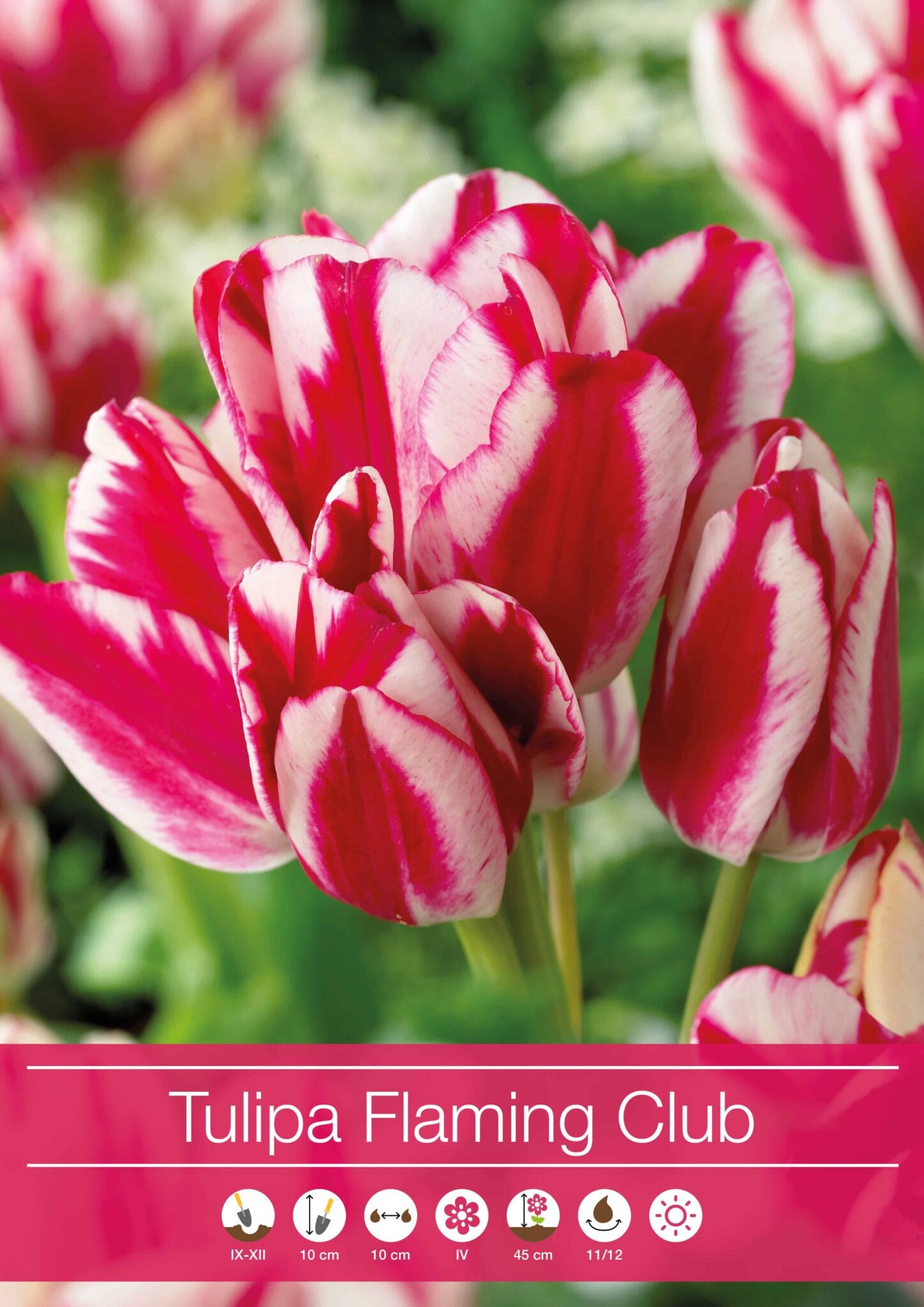 Tulipa Flaming Club