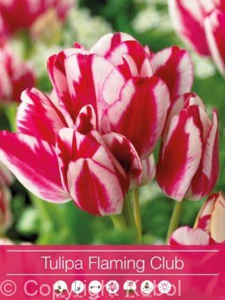Tulipa Flaming Club