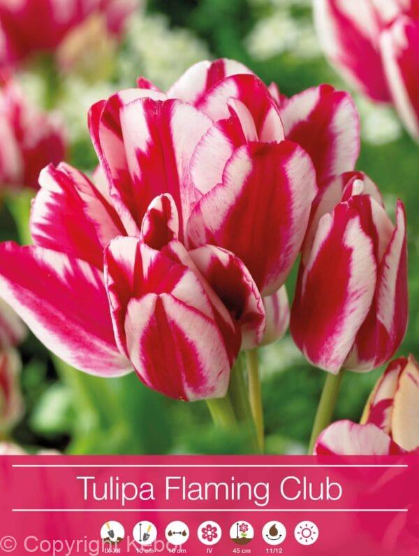 Tulipa Flaming Club