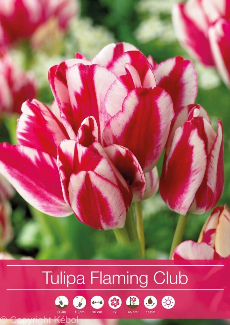 Tulipa Flaming Club