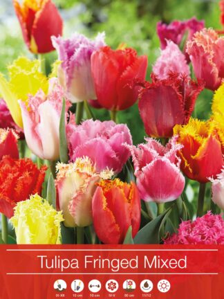 Tulipa Fringed Mixed