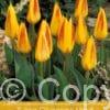 tulipa Giuseppe Verdi