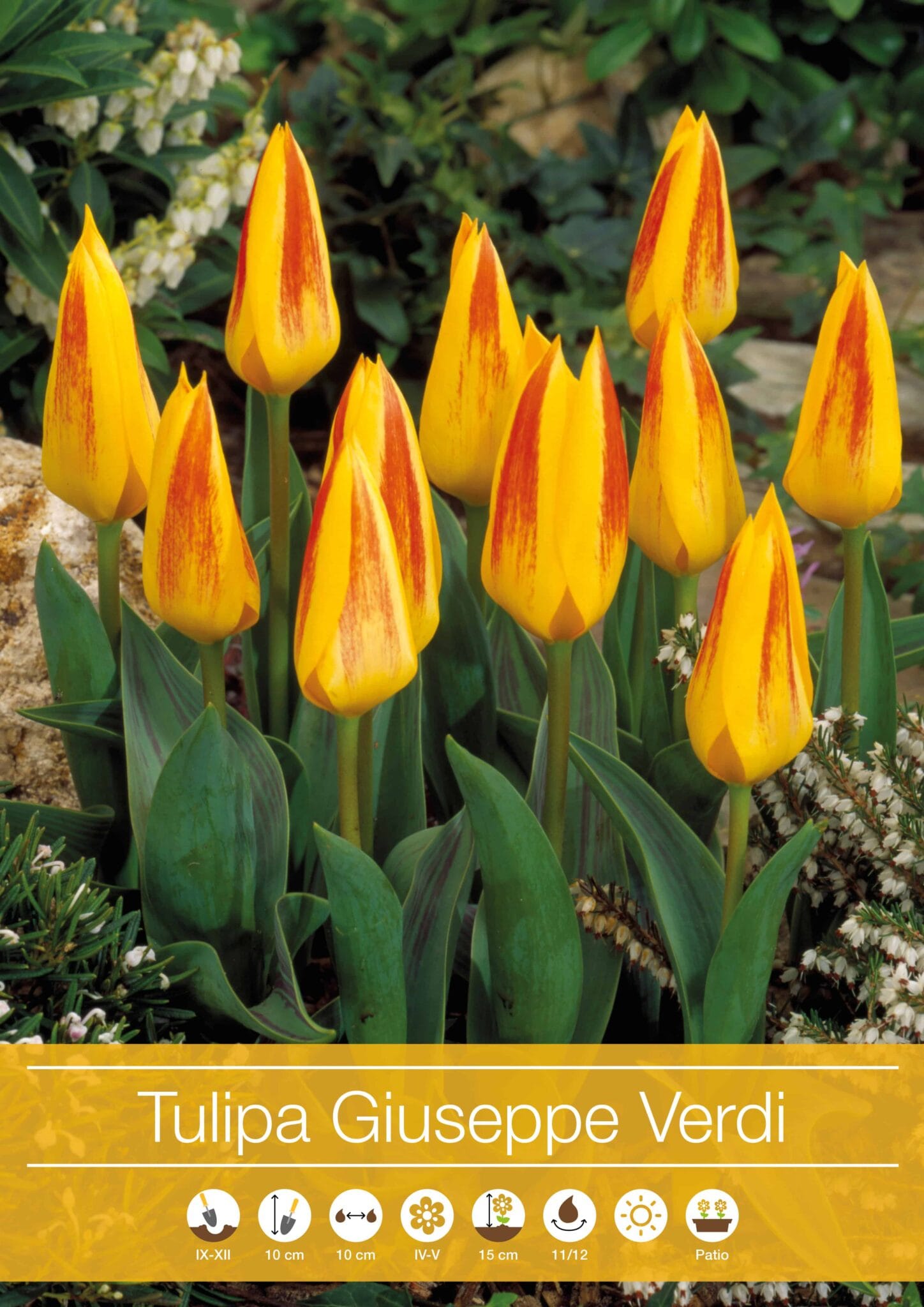 tulipa Giuseppe Verdi