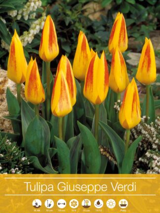 tulipa Giuseppe Verdi