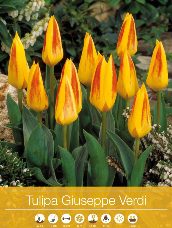tulipa Giuseppe Verdi