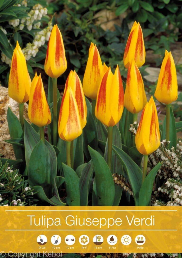 tulipa Giuseppe Verdi