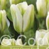 Tulipa Green Spirit