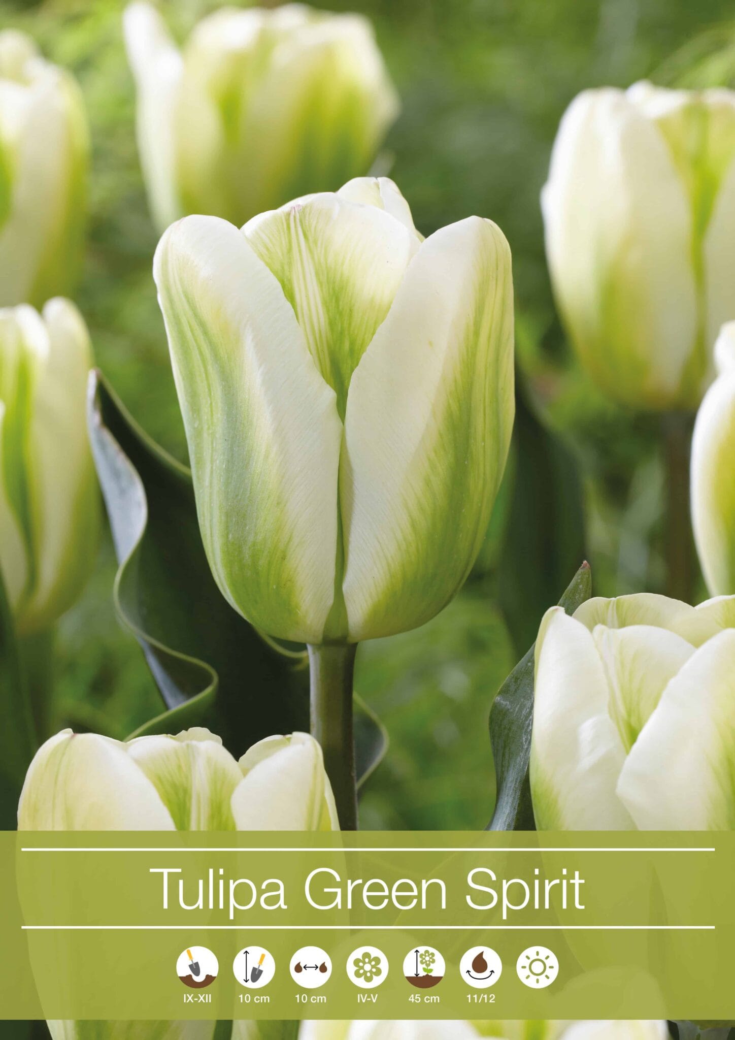 Tulipa Green Spirit