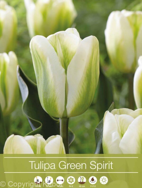 Tulipa Green Spirit