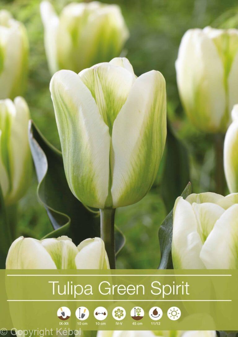 Tulipa Green Spirit