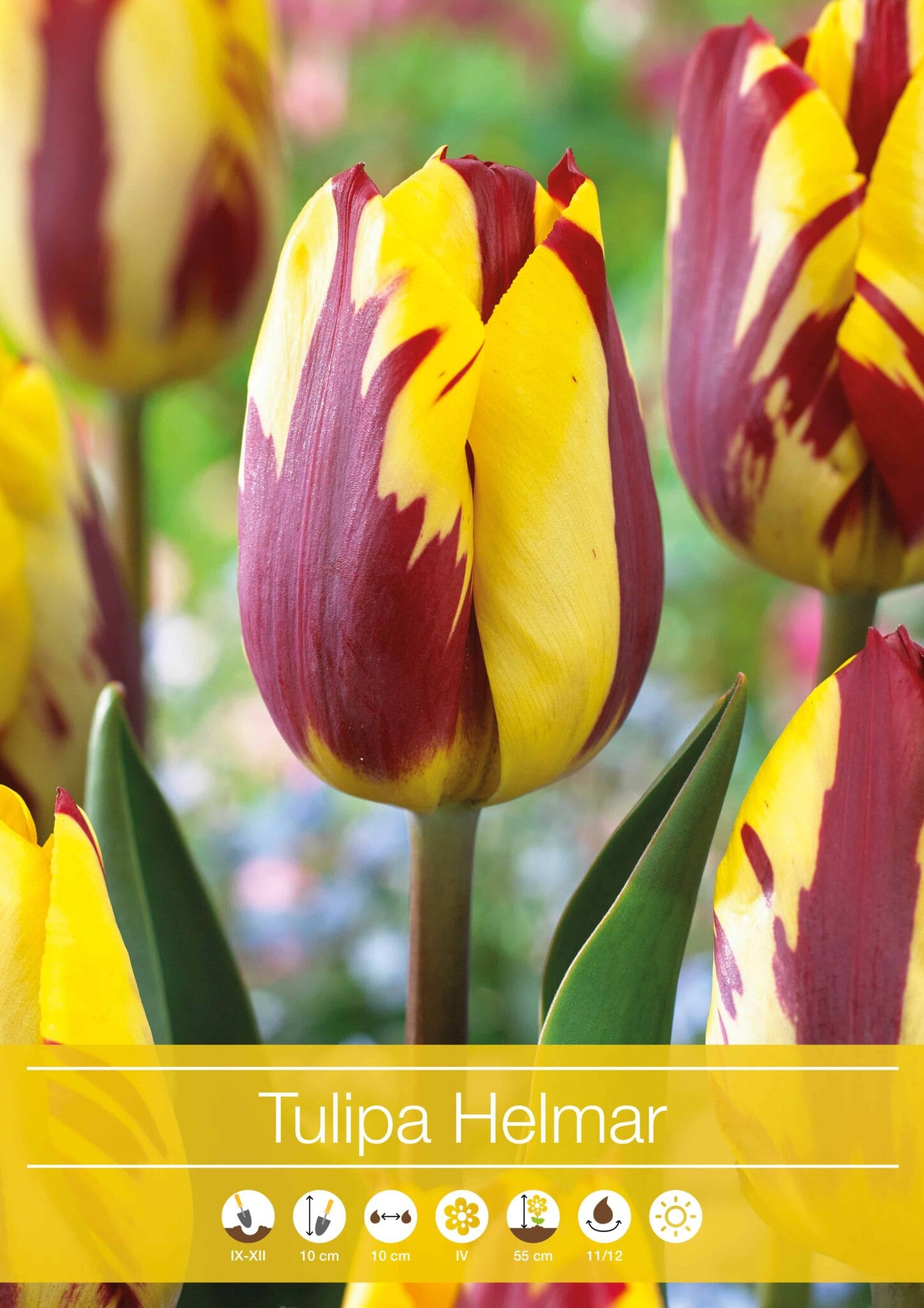 tulipa Helmar