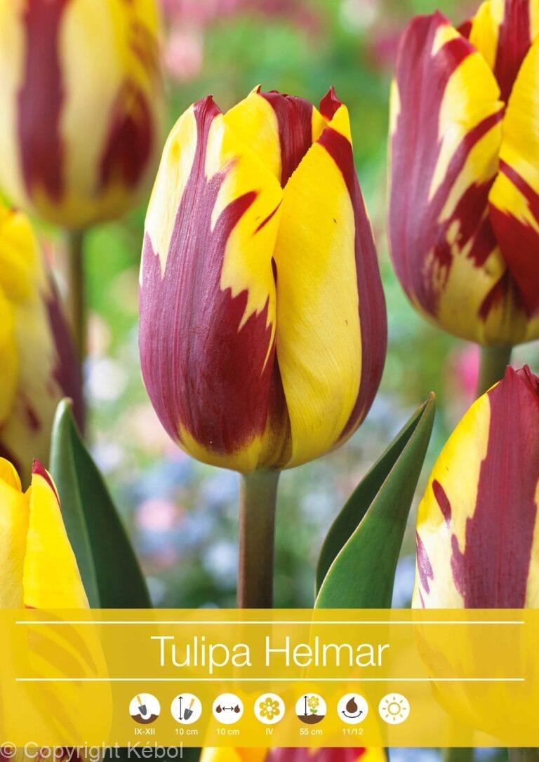 tulipa Helmar