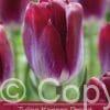 Tulipa Kansas Proud