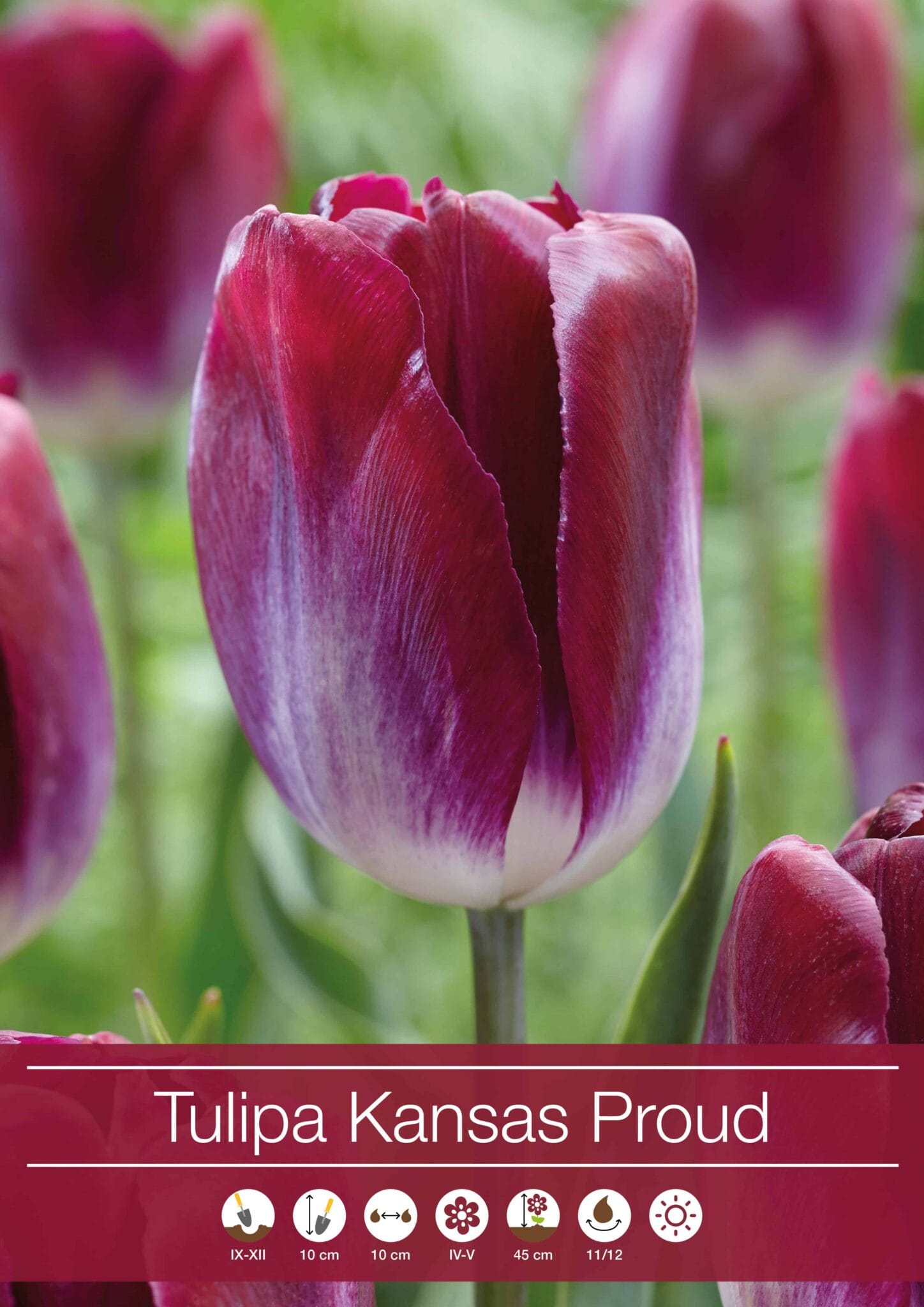 Tulipa Kansas Proud