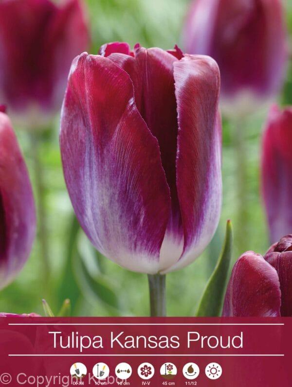 Tulipa Kansas Proud
