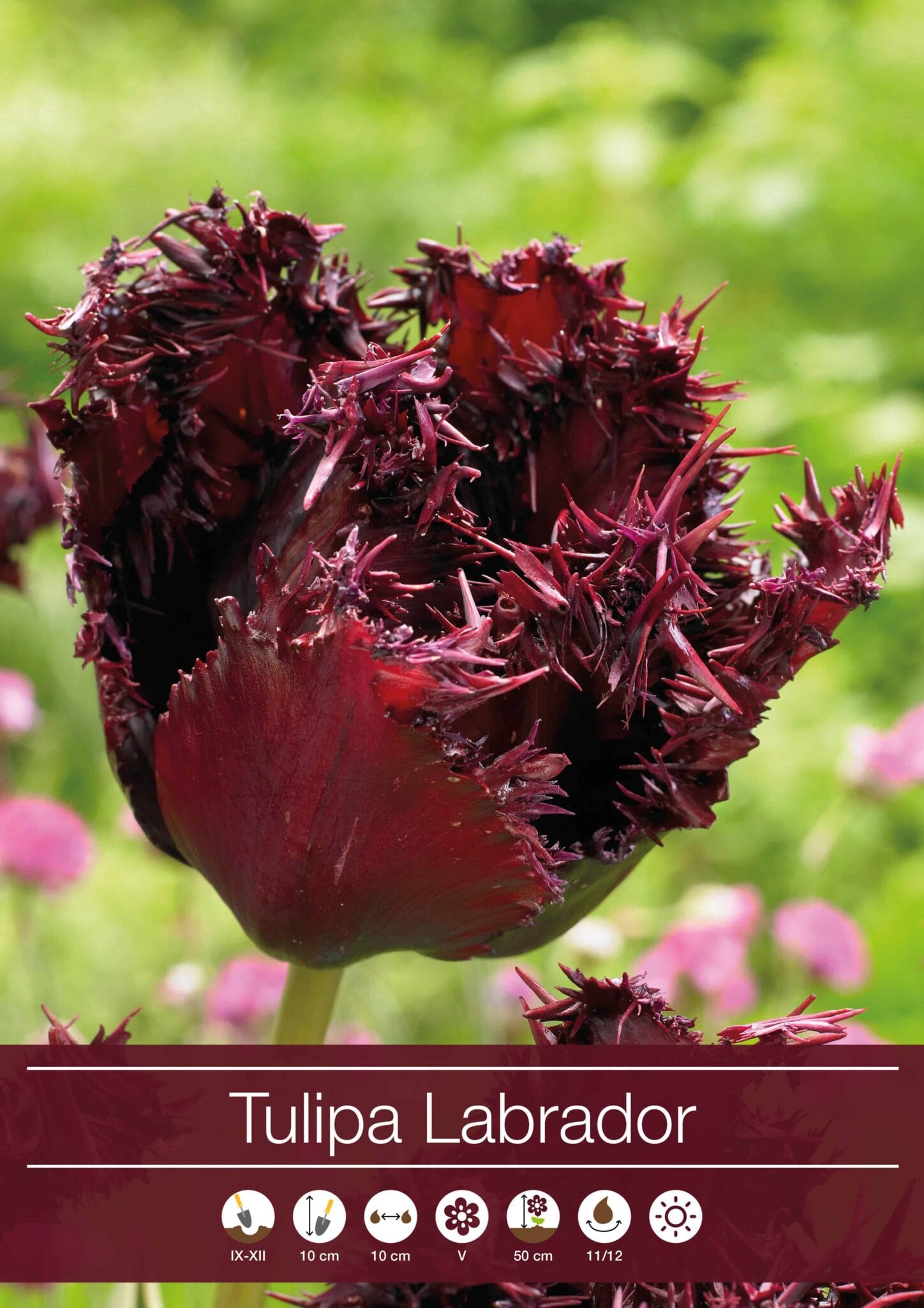 tulipa Labrador