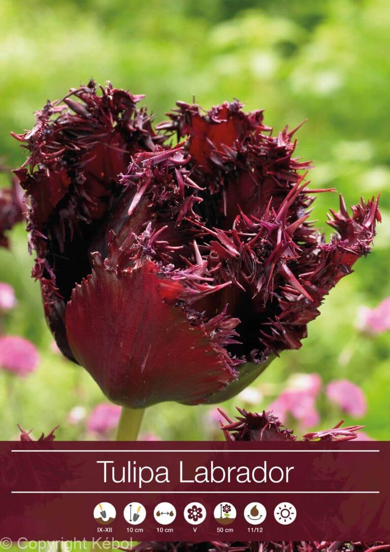 tulipa Labrador